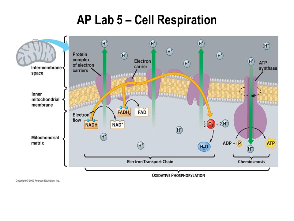 Lab 5 Cellular Respiration by Kris Layher